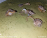 Foto del paso 8 de la receta: Crema de calabacín y almejas