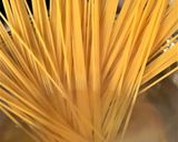 Foto del passaggio 1 della ricetta Spaghetti cremosi allo zafferano