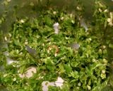 A picture of step 2 of Green moong Idli.