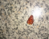 Foto del paso 8 de la receta: Salsa picante Vallestera