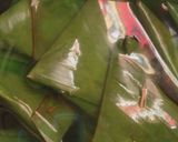 Foto langkah ke 5 dari resep Lupis Pandan.