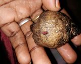 A picture of step 1 of Avocado et beetroot.