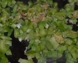 Foto del paso 1 de la receta: Kebbe de vegetales y nuez