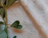 Foto del passaggio 1 della ricetta Insalata di portulaca