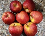 Foto del paso 1 de la receta: 🍎 Mermelada de manzana y canela sin azúcar agregada ni edulcorantes 🍎 apto #diabéticos
