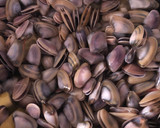 Foto del paso 2 de la receta: 425. Tellinas o coquinas a la plancha (picoteo)