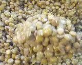 Foto del paso 1 de la receta: Lentejas frías en ensalada
