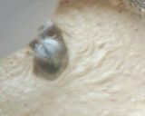 Foto del paso 8 de la receta: Colegial