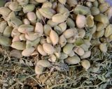 عکس مرحله 1 از دستور نخود برشته با ادویه مدیترانه ای