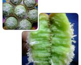 Foto langkah ke 7 dari resep Martabak mini simpel mudah cepat.