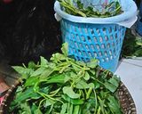 Foto langkah ke 1 dari resep Cah Kangkung ala Resto Mudah&Enak.