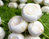 Foto del passaggio 1 della ricetta 14 • Pesto con barbe di finocchio
