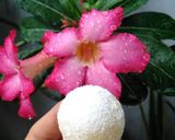 Foto langkah ke 5 dari resep Putri salju (Cheesy Snow ball).