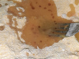 Galletitas de harina de maíz (polenta y mandarina)