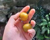 Foto langkah ke 2 dari resep Wedang Jeruk Lemon Chiu.