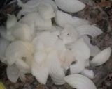 Foto del paso 2 de la receta: Filet de merluza con papas a la crema