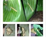 Foto langkah ke 7 dari resep Bothok/Pepes daun singkong dan tahu.
