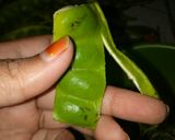 Foto langkah ke 1 dari resep Sambel Petai muda dan Tempe (kulit petai).