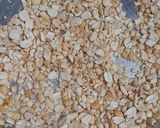 શીંગ ચીક્કી (Shing Chikki Recipe In Gujarati) રેસીપી સ્ટેપ3ફોટો