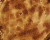Une image de l'étape 5 de Tarte pommes de terre/reblochon.