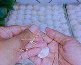 Foto langkah ke 11 dari resep 1 adonan untuk 3 macam kue lebaran.