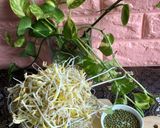 Foto langkah ke 6 dari resep Cara Membuat Tauge.