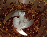 Foto langkah ke 1 dari resep Chili oil ala chinese resto.
