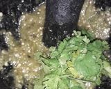 Foto del paso 2 de la receta: Salsa verde en molcajete