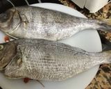 Foto del paso 1 de la receta: Sargo al horno
