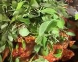 Foto langkah ke 10 dari resep Ayam sambal Kemangi.
