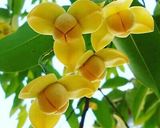 Foto del passaggio 9 della ricetta 61 • Klip Lamduan, biscotti tailandesi a fiore 🇹🇭
