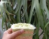 Foto langkah ke 6 dari resep Cheesecuit Matchalicious.