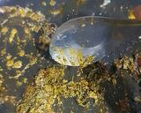 A picture of step 8 of Tomato Chutney.