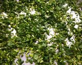 કોથમીર ની સુકવણી(Kothamir Sukavani Recipe In Gujarati) રેસીપી સ્ટેપ1ફોટો