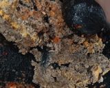 Foto langkah ke 2 dari resep Tumis Genjer Oncom Sederhana.
