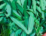 Foto langkah ke 1 dari resep Sayur santan Daun singkong tagor.