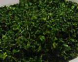 કસૂરી મેથી (Kasoori Methi Recipe In Gujarati) રેસીપી સ્ટેપ5ફોટો