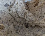 Foto langkah ke 10 dari resep Oreo Cake🤩👍.