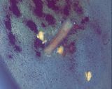 صورة لخطوة 2 من وصفة برياني الدجاج