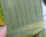 Foto langkah ke 3 dari resep Lupis Pandan (Aron).