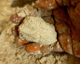 ராகி குக்கிஸ் (ragi cookies recipe in Tamil) ரெசிபி ஸ்டேப் 3 புகைப்படம்