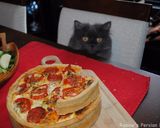 A picture of step 18 of Tomato quiche.