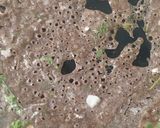 ராகி ரவா தோசை(ragi rava dosai recipe in tamil) ரெசிபி ஸ்டேப் 3 புகைப்படம்