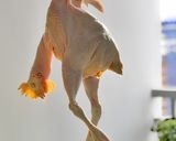 Hình bước làm 2 của món Gà nướng da giòn
