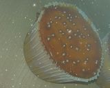 صورة لخطوة 3 من وصفة مادلان 🧁🧁