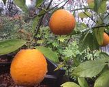 A picture of step 1 of California Farm Blood Orange Marmelade.
