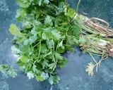 A picture of step 1 of Coriander leaves Chutney.