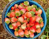 รูปขั้นตอนการทำที่ 1 ของ สตอเบอรี ปิ้ง 🍓 / toasted strawberries 🍓
