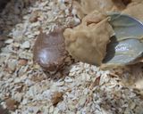 A picture of step 6 of Sesame Energy Balls.