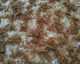 Foto langkah ke 6 dari resep Floss Roll Bread.